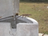 Thirsty Mr Ghecko