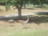 sandhill cranes at the back of the house here in Florida