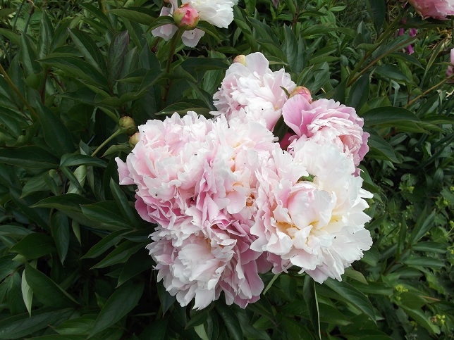 The Paeony Roses are now blooming in the sunken garden The Paeony Roses are now blooming in the sunken garden