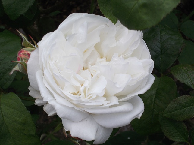 A special white variety of rose in the sunken garden. A special white variety of rose in the sunken garden.