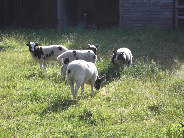 Lambs back in their field again....before their next escape. Lambs back in their field again....before their next escape.