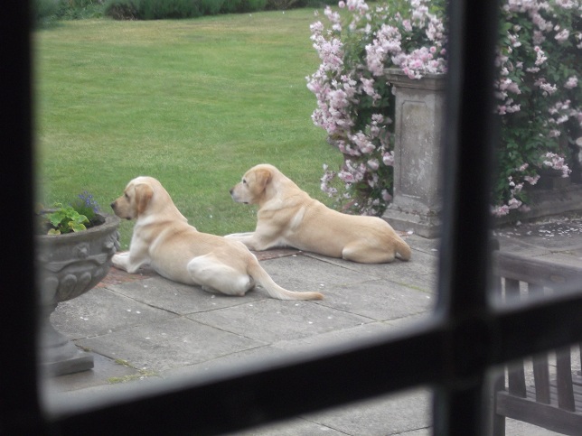 Jester and Indi the Labradors surveying the garden. Jester and Indi the Labradors surveying the garden.