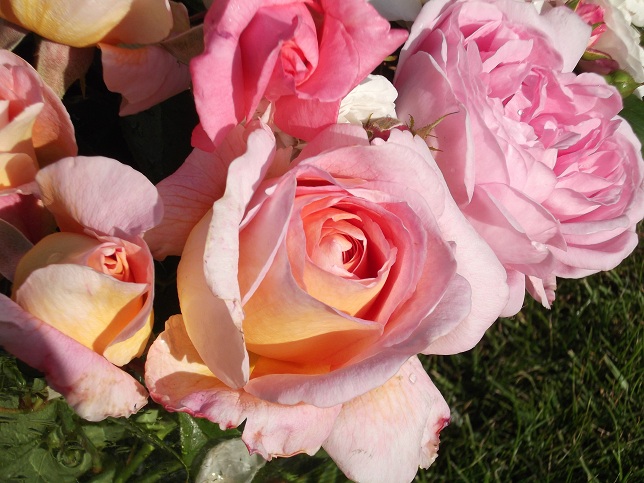 A handful of roses picked from the garden. A handful of roses picked from the garden.
