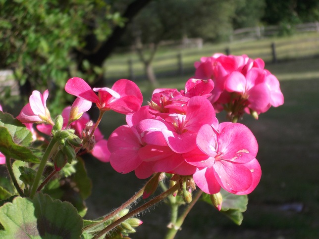 Beautiful pink geraniums are everywhere in the garden Beautiful pink geraniums are everywhere in the garden