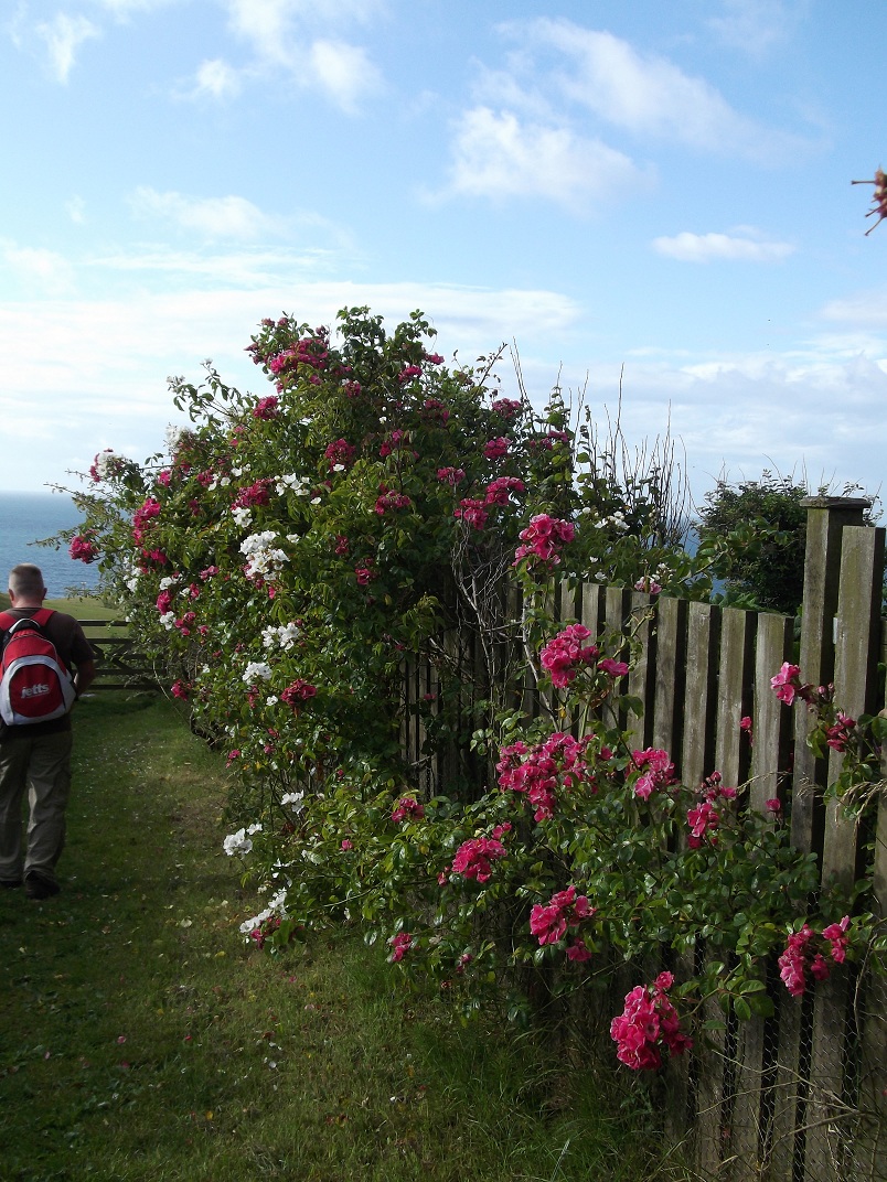 We pass a lovely cottage as we continue along the West Coast Path towards Golden Cap. We pass a lovely cottage as we continue along the West Coast Path towards Golden Cap.