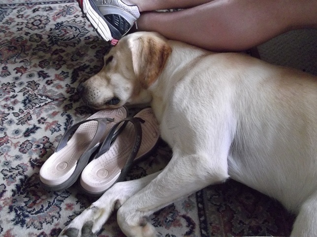Jester the Labrador......he just loves to be as close as possible! Quite often he sits on our feet or lies down half on a leg or foot or any other body part he can get away with! Jester the Labrador......he just loves to be as close as possible! Quite often he sits on our feet or lies down half on a leg or foot or any other body part he can get away with!
