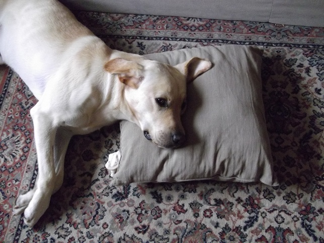 Life's tough when you're a posh dog!! Life's tough when you're a posh dog!!
