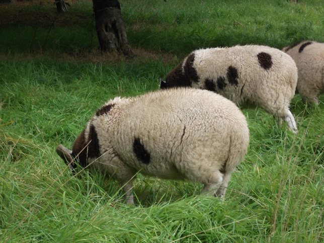 The Fat Lambs are ready to leave now in time for the Christmas and the freezer!! The Fat Lambs are ready to leave now in time for the Christmas and the freezer!!