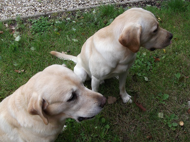 "Where have the lambs gone Jenny?" ask Indi and Jester. "Where have the lambs gone Jenny?" ask Indi and Jester.