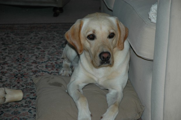 The Lovable Jester the Labrador The Lovable Jester the Labrador