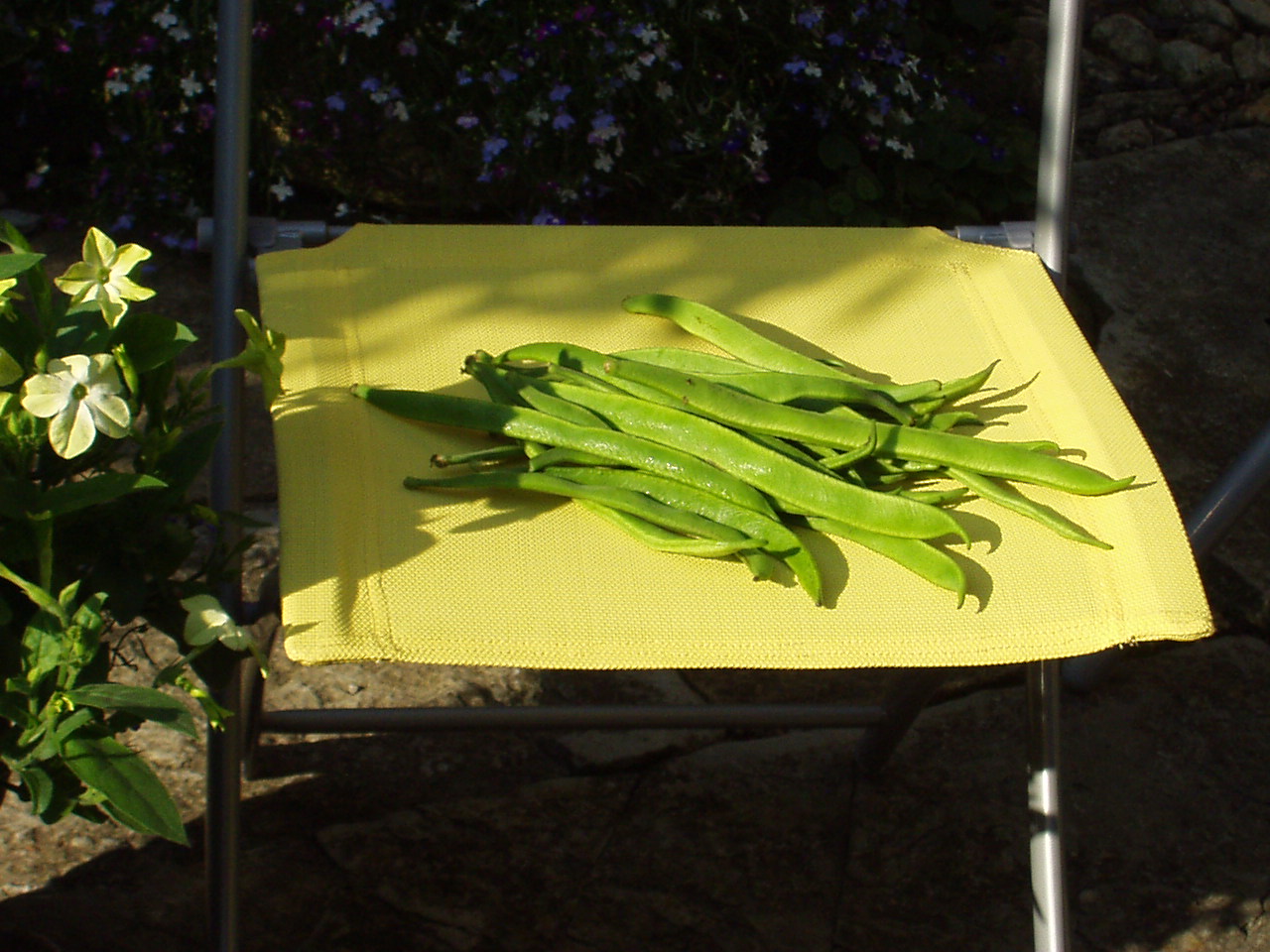 Sylvia's runner beans were a favourite of mine! Sylvia's runner beans were a favourite of mine!