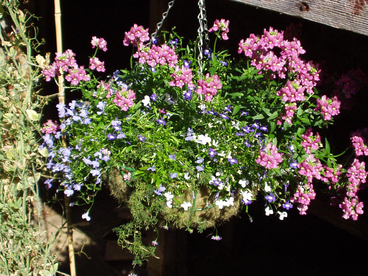 Wisteria Cottage rear courtyard where I had many hanging baskets full and overflowing with colourful flower displays in the spring and summer. Wisteria Cottage rear courtyard where I had many hanging baskets full and overflowing with colourful flower displays in the spring and summer.
