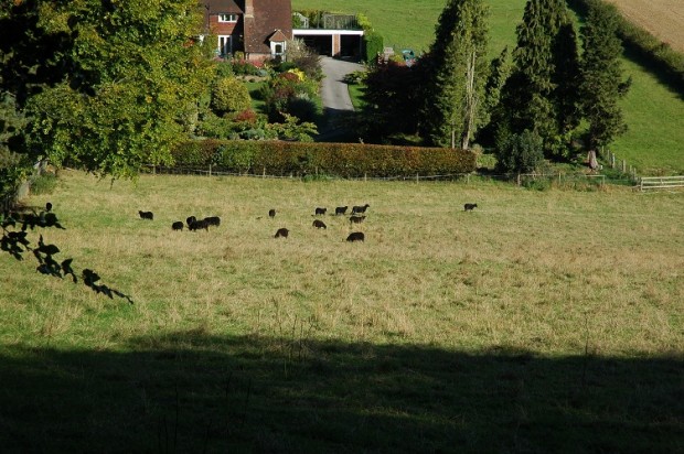 Black sheep in a field near Hannington village, Hampshire. Black sheep in a field near Hannington village, Hampshire.
