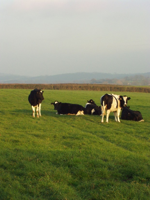 Friesian cows in Dorset make wonderful cheese