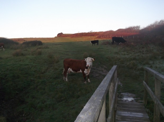 Livestock everywhere on the South West Coast Path