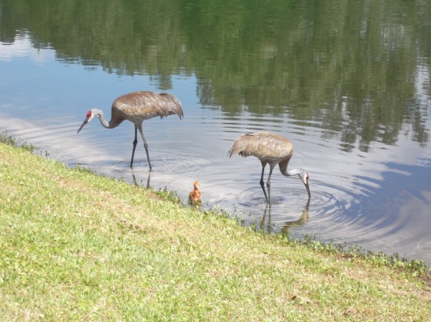 Sandhill Cranes with their baby, viewed from the back of Gina and Ken's house in Florida Sandhill Cranes with their baby, viewed from the back of Gina and Ken's house in Florida